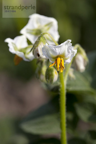 Kartoffelpflanze (Solanum tuberosum)  Blüten
