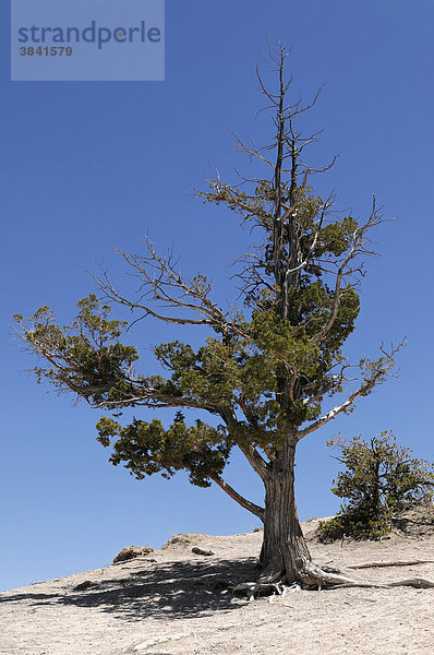 Baum am Canyonrand  Bryce Canyon Nationalpark  Utah  USA  Nordamerika