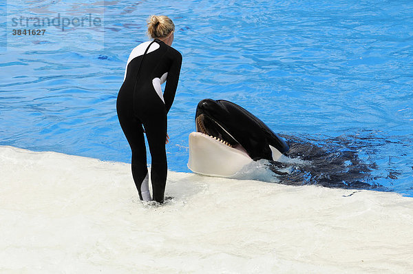 Dressierter Orca  Großer Schwertwal (Orcinus orca)  Shamu Stadium  SeaWorld  San Diego  Kalifornien  USA
