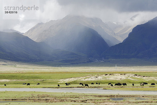 Yaks auf der Weide  wolkenverhangene Berge nahe Yangpachen zwischen Dangxion und dem Namtso See  Himmelssee  Tibet  China  Asien