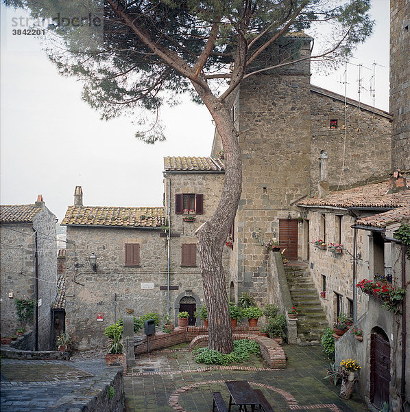 Ein im Ort hoch gelegener Platz mit einem alten Baum  Bolsena  Umbrien  Italien  Europa