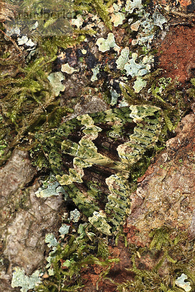 Olivgrüner Bindenspanner oder Olivgrüner Lindenblattspanner (Chloroclysta siterata)  Alttier ruht auf Eichenrinde  getarnt zwischen Flechten  Powys  Wales  Großbritannien  Europa