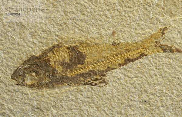 Fossiler Fisch aus Green River Formation  Wyoming  USA  Nordamerika