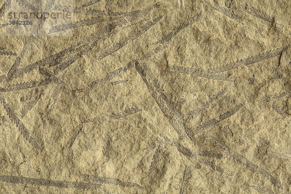Graptolithen (Monograptus tumescens)  Silur-Fossilien  Goat Hill  Shropshire  England  Großbritannien  Europa