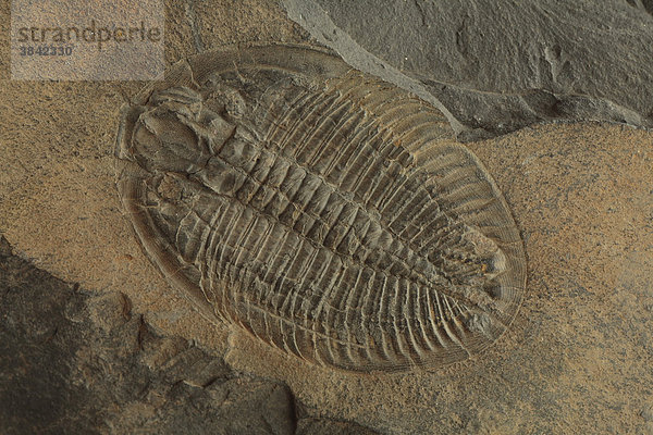 Trilobit (Ogygiocarella debuchii)  Ordovizium-Fossil  Lower Caradoc-Schiefer  Southwest Wales  Großbritannien  Europa