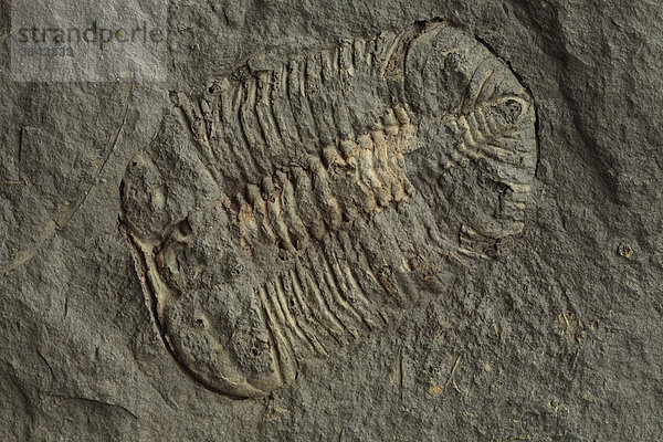 Trilobit (Platycalymene doppelt)  Ordovizium-Fossil  Lower Caradoc-Schiefer  Southwest Wales  Großbritannien  Europa