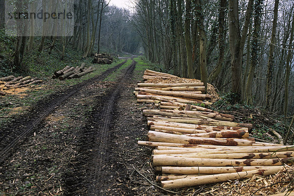 Forstwirtschaft  geschlagene Nadelhölzer  die aus Laubwald entfernt wurden  bearbeitet  um zum Einsatz als Zaunpfähle zu kommen  Shropshire  England  Großbritannien  Europa