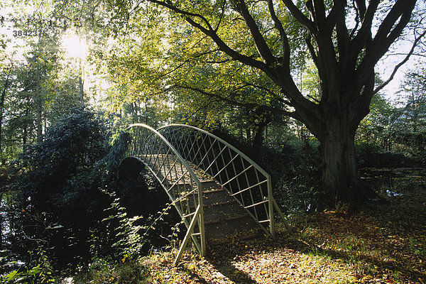 Brücke über einen Waldteich  voll entwickelte Buche im Herbst  Glansevern Gardens  Powys  Wales  Großbritannien  Europa