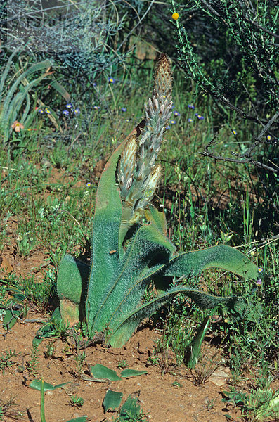 Veldkool  Namaqua-Sternlilie oder Namaquasternlilie (Trachyandra falcata)  ungeöffnete Blüten  wird als Nahrungsmittel verwendet  Südafrika  Afrika