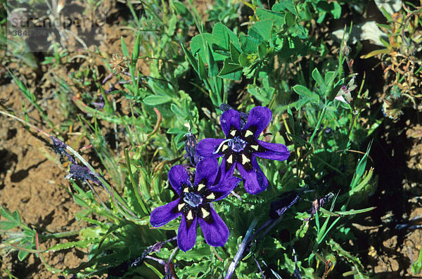 Aptosimum oder Karoo Violet (Aptosimum sp.)  in Blüte  Namaqualand  Südafrika  Afrika