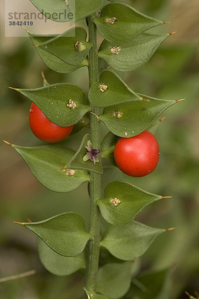 Stechender Mäusedorn oder Dornmyrte (Ruscus aculeatus)  Blüten und Früchte  England  Großbritannien  Europa