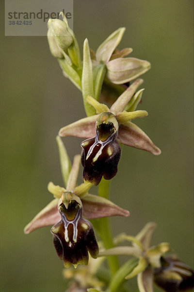 Ragwurz (Ophrys alasiatica)  Blüten  Südzypern  Zypern
