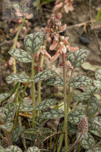 Venus-Esparsette (Onobrychis venosa)  Blüten  Zypern