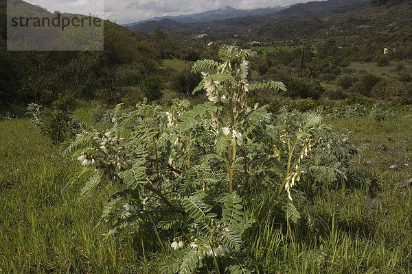 Tragant (Astragalus lusitanicus)  Blüte  Zypern