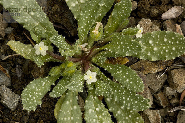 Ägyptische Ochsenzunge (Anchusa aegyptiaca)  Blüte  Zypern