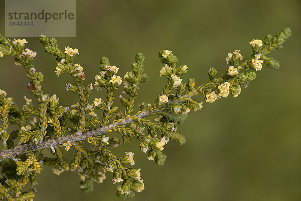 Behaarte Spatzenzunge (Thymelaea hirsuta)  Blüten  Zypern