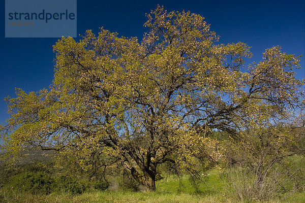 Galleiche (Quercus infectoria)  ausgewachsener Baum  Zypern