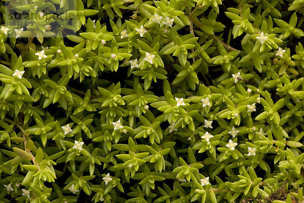 Nadelkraut (Crassula helmsii)  blühend  eingeführter invasiver Schädling  New Forest  Hampshire  England  Europa