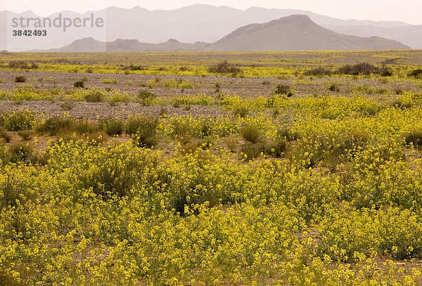 Wüste in voller Blüte  Blüten einer Raps-Art (Brassica) im Wüsten Habitat nach einem sehr nassen Winter  in der Nähe von Erfoud  Sahara  Marokko  Afrika