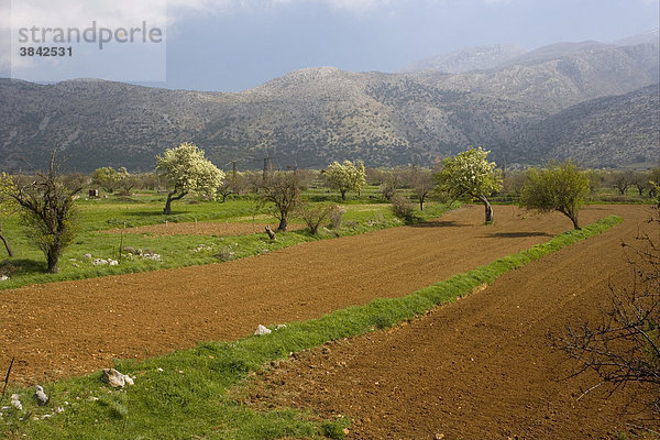 Felder auf Polje oder Karstebene  Tal zwischen Kalkbergen  Lasithi-Hochebene  Ost-Kreta  Griechenland  Europa