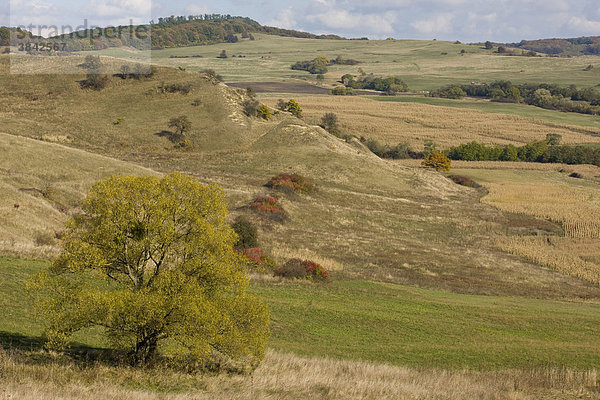 Ländliche Landschaft mit Bruch-Weide (Salix fragilis)  Halmer Valley  in der Nähe von Apold  sächsisches Dorfgebiet  Siebenbürgen  Rumänien  Europa