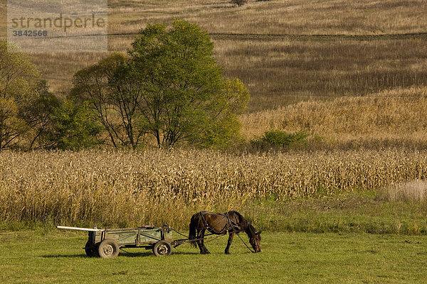 Pferd und Wagen auf Wiese  Maispflanzen mit Bäumen in der Nähe von Agnita  sächsisches Dorfgebiet  Siebenbürgen  Rumänien  Europa