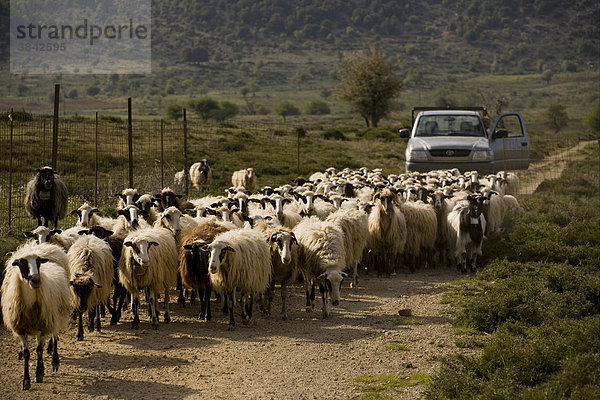 Schafzucht  Herde geht einen Weg entlang  Omalos Hochebene  Kreta  Griechenland  Europa