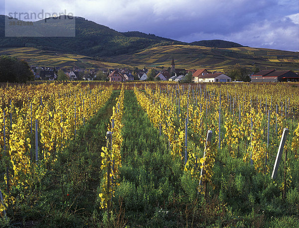 Weinberge bei Wettolsheim in der Nähe von Colmar  Rheintal  Frankreich  Europa
