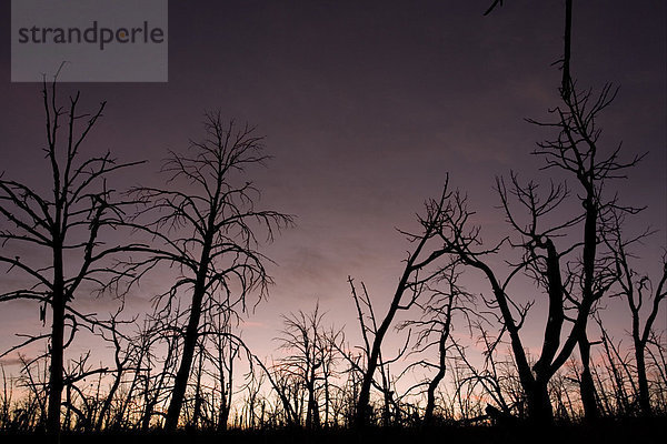 Nachwirkungen von verheerendem Waldbrand  Silhouetten von verbrannten Kiefern bei Sonnenuntergang  Mesa Verde Nationalpark  Colorado  USA