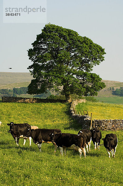 Hausrinder  Holstein-Friesian  Kühe  Bio-Milchvieh auf Magerwiese  Cumbria  England  Europa