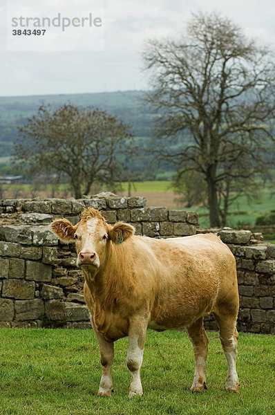 Hausrind  Carolais Mischling  Kuh  stehend auf der Weide vor dem Hadrians Wall  Northumberland  England  Europa