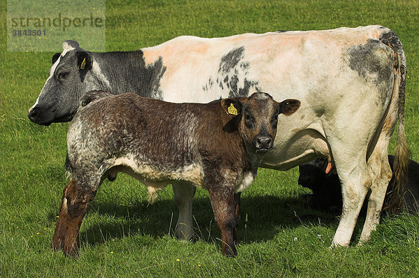 Hausrinder  Weißblauer Belgier-Kreuzung  Kuh  mit Blonde d'Aquitaine-Kreuzung Kalb  im Stand auf Weide  England  Europa