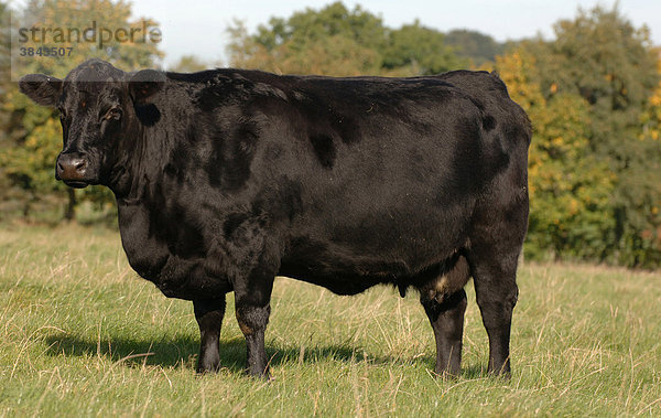 Hausrind  Aberdeen Angus  Kuh  stehend auf der Weide  Cumbria  England  Europa