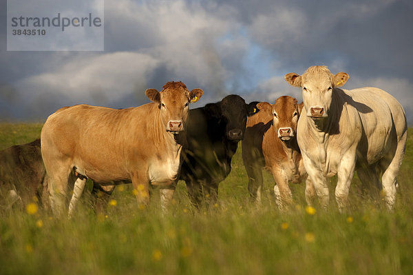 Hausrinder  Blonde-Kreuzung  Färsen  Herde auf der Weide stehend  Ravenstonedale  Cumbria  England  Europa