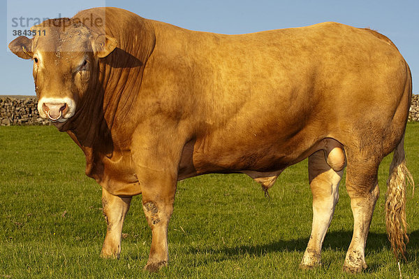 Hausrind  Blonde d'Aquitaine  Stier oder Bulle  stehend auf der Weide  Cumbria  England  Europa