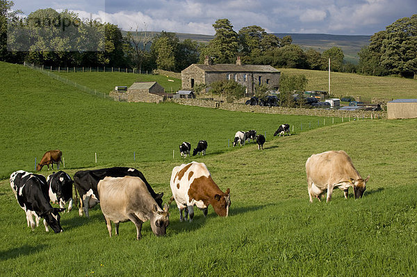 Hausrinder  Jersey-Rind  Kühe  in gemischer Milchherde  beim Grasen hinter Elektrozaun auf Weide  Yorkshire Dales  North Yorkshire  England  Europa