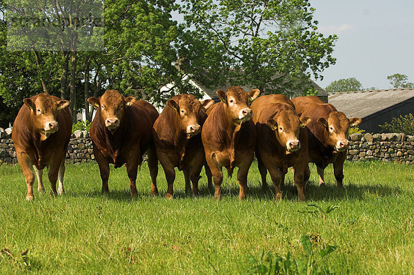 Hausrinder  Limousin-Rind  Jungbullen mit Stammbaum  Herde stehend im Feld  England  Europa