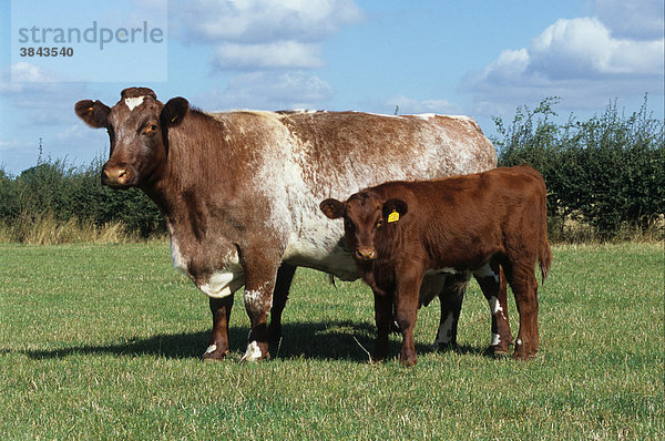 Hausrinder  Fleischshorthorn-Rind  Kuh und Kalb stehend auf Feld  Cambridgeshire  England  Europa
