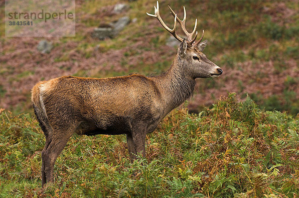 Rothirsch (Cervus elaphus) Hirsch  stehend im Hochmoor  Schottisches Hochland  Highlands  Perthshire  Schottland  Europa