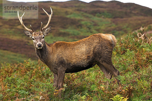 Rothirsch (Cervus elaphus) Hirsch  stehend im Hochmoor  Schottisches Hochland  Highlands  Perthshire  Schottland  Europa