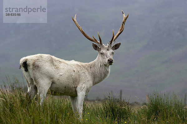 Rothirsch (Cervus elaphus)  Hirsch  Albino  stehend im Hochmoore Perthshire  Schottland  Europa