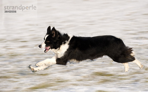 Haushund  Border Collie  Schäferhund  beim Laufen im Schnee  Cumbria  Großbritannien  Europa