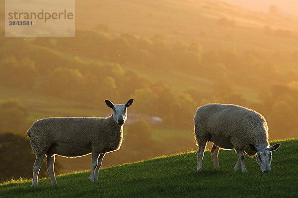 Hausschafe  Blue Faced Leicester-Schaf  zwei Schafen weiden am Hang  im Gegenlicht im Herbst  England  Europa