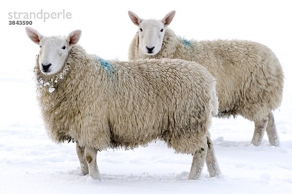 Hausschafe  Cheviot-Schaf  zwei Mutterschafe stehend im Schnee im Winter  Lake District  Cumbria  England  Europa