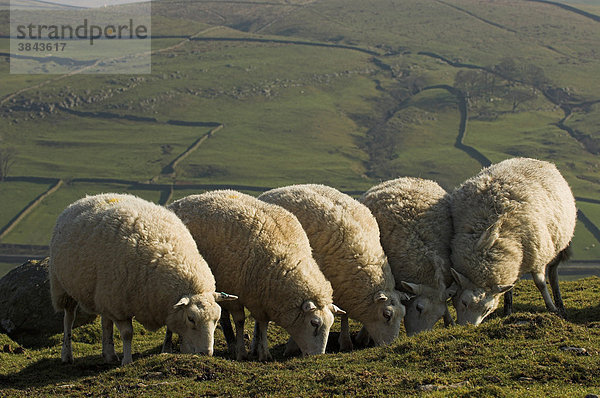 Hausschafe  Lleyn-Schaf  fünf Mutterschafe beim Grasen auf Feld  England  Europa