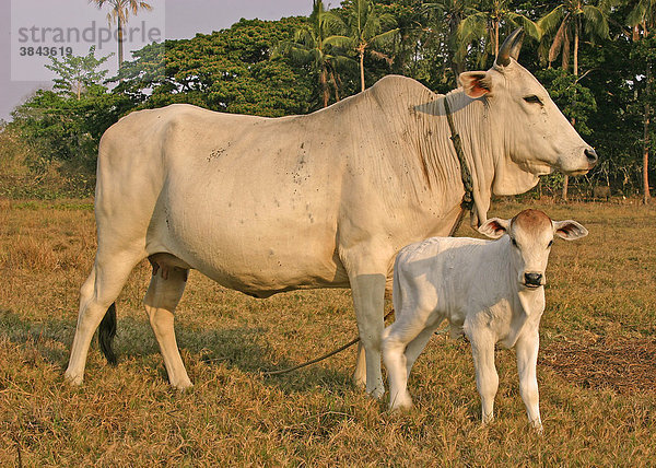 Hausrinder  Kuh und Kalb stehend im Feld  Abendlicht  Palawan  Philippinen  Südostasien  Asien