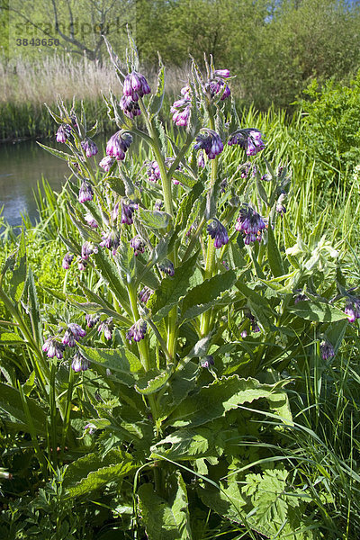 Beinwell (Symphytum officinale)  in Blüte  am Flußufer  Frome River  Fluss  Dorset  England  Großbritannien  Europa