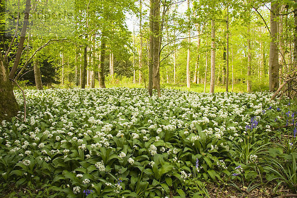 Bärlauch (Allium ursinum)  Blütenteppich im Wald  Dorset  England  Europa