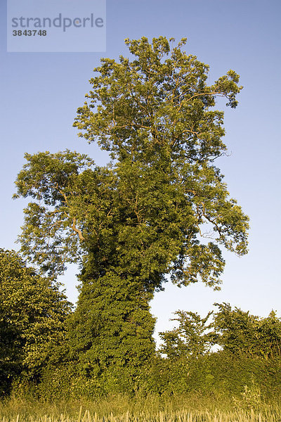 Gemeine Esche (Fraxinus excelsior)  Wuchsform  mit Efeu (Hedera helix) bedeckter Stamm  in der Nähe von Cerne  Dorset  England  Großbritannien  Europa