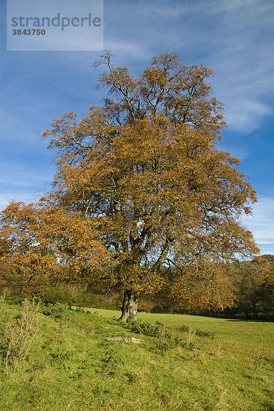 Rotbuche (Fagus sylvatica)  Wuchsform  ausgewachsener Baum in Parklandschaft im Herbst  Dorset  England  Großbritannien  Europa